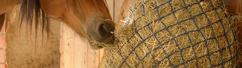De gevolgen van slechte kwaliteit ruwvoer