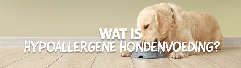 Wat is hypoallergene hondenvoeding?