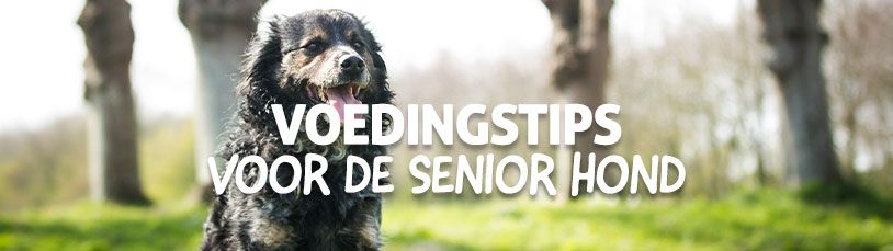 Voedingstips voor de senior hond