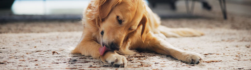 Hond likt aan poten, wat nu?