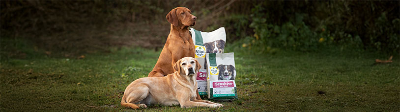 De hondenbrok voor gevoelige honden