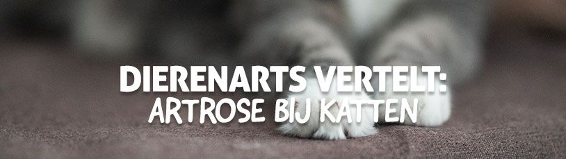 Dierenarts vertelt: Artrose bij katten