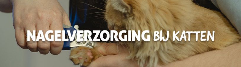 Nagelverzorging bij katten
