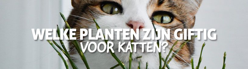 Welke planten zijn giftig voor katten?