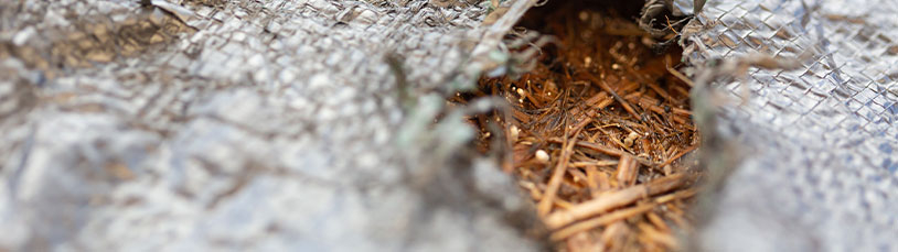 Wat je kunt doen bij slechte kwaliteit ruwvoer