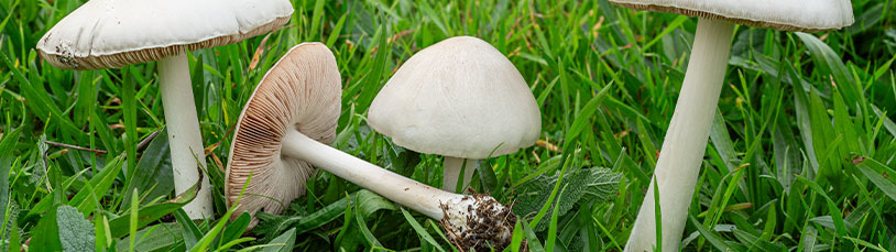 Paddenstoelen in de paardenweide: onschuldig of een gevaar?