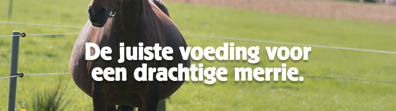 De juiste voeding voor een drachtige merrie