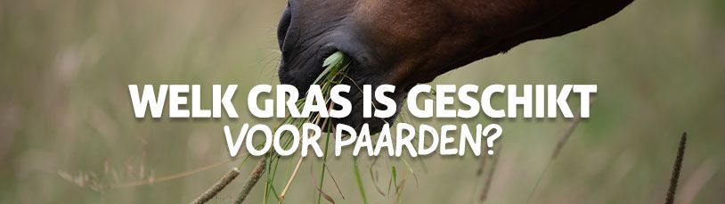 Welk gras is geschikt voor paarden?