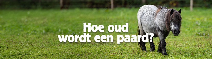 Hoe oud wordt een paard?