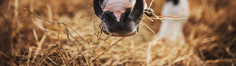Alles over ruwvoer voor paarden