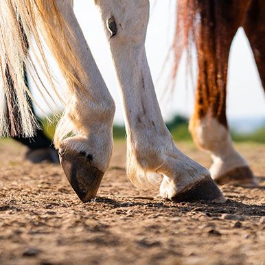 Dierenarts vertelt: Hoefbevangenheid bij paarden