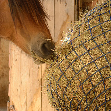 De gevolgen van slechte kwaliteit ruwvoer