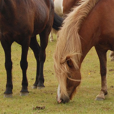 Een groene paardenweide bij droogte