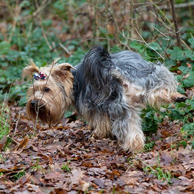 Hormonaal gedrag bij honden