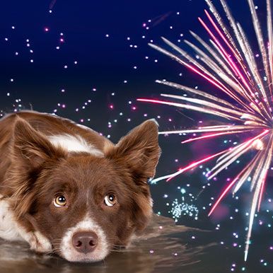 Tips bij vuurwerk stress bij honden