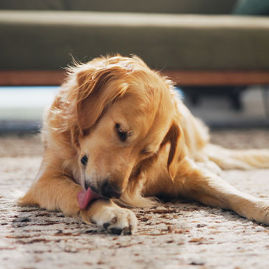 Hond likt aan poten, wat nu?