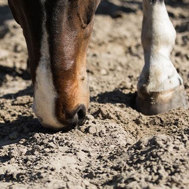 Help! Mijn paard eet zand!