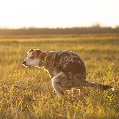 6 Tips bij diarree bij honden