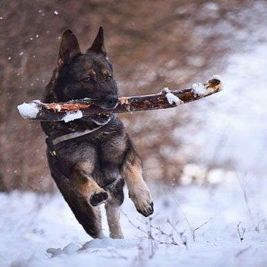 Bescherm de hondenpootjes in de sneeuw!