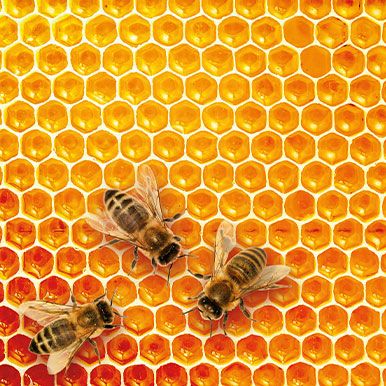 HoningZalf, een wonderlijk product