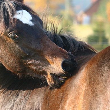 Huidaandoeningen bij paarden