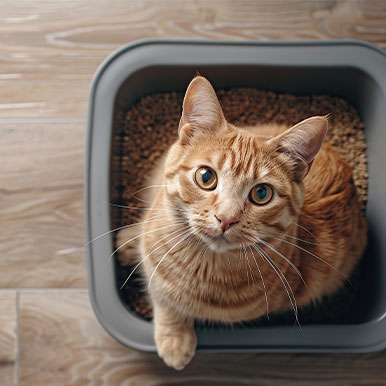 Kattenvoer bij blaasgruis