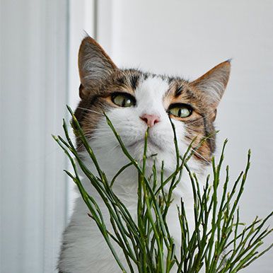 Welke planten zijn giftig voor katten?
