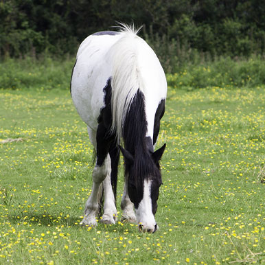 Meest gestelde vragen over PSSM bij paarden