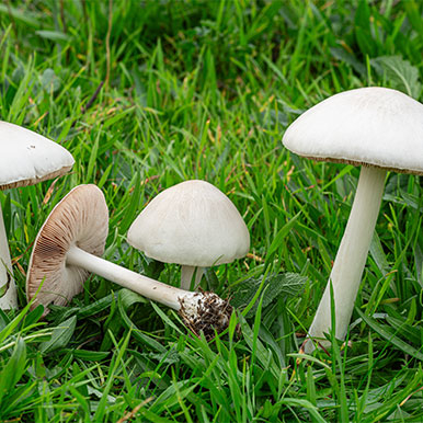 Paddenstoelen in de paardenweide: onschuldig of een gevaar?