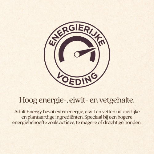 Hond Actief Brok