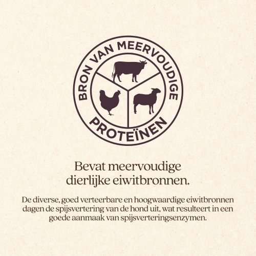 Hond Adult Kleine Brok