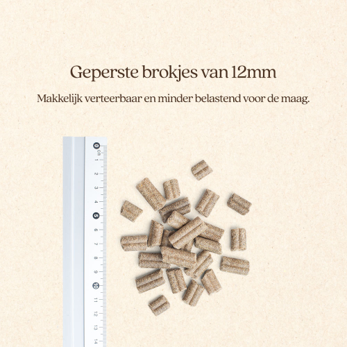 Hond Maag & Darmen Brok