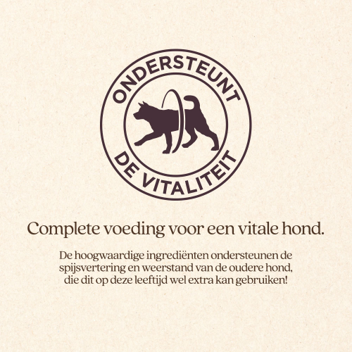 Hond Senior Mini