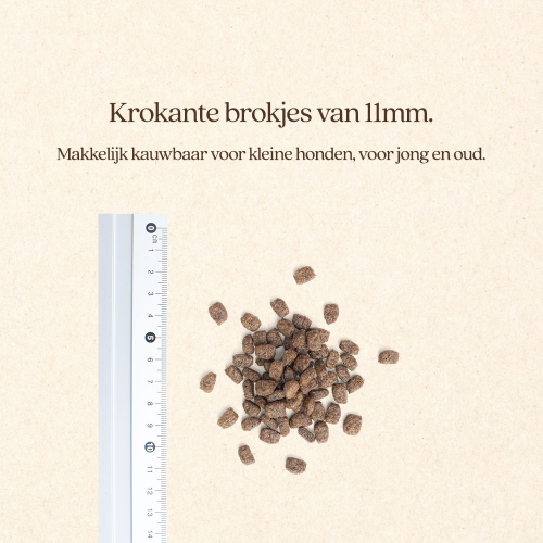 Hond Adult Kleine Brok