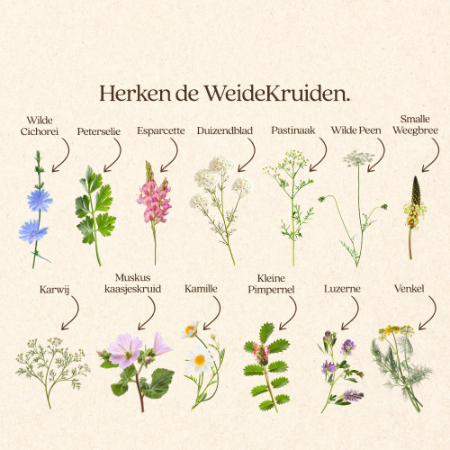 WeideKruiden