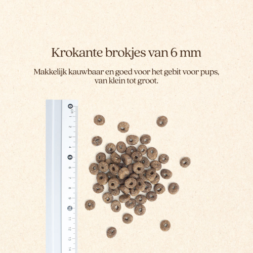 Hond Pup+Junior Brok