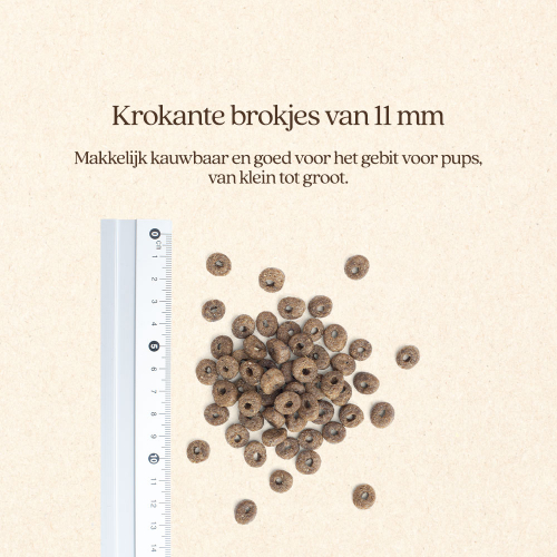 Hond Pup & Junior Brok